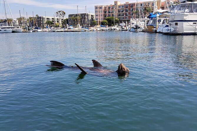 Romantic Luxury Boat Cruise with Wine Cheese Sea LionTours - The Sum Up