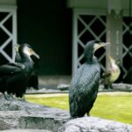 Royal Fishermen's Restaurant and Cormorant Fishing Tour - Final Thoughts