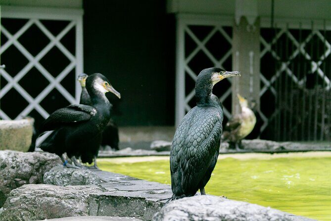 Royal Fishermen's Restaurant and Cormorant Fishing Tour - Final Thoughts