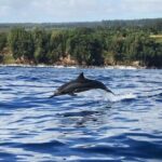 Royal Humpback Whale Exploration - An In-Depth Look at the Royal Humpback Whale Exploration Tour