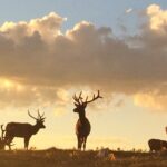 Rutting Around Elk Viewing Tour - What Makes It Stand Out?