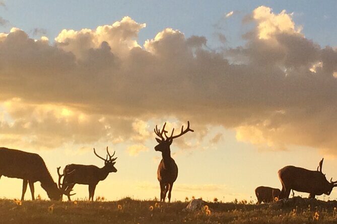 Rutting Around Elk Viewing Tour - What Makes It Stand Out?