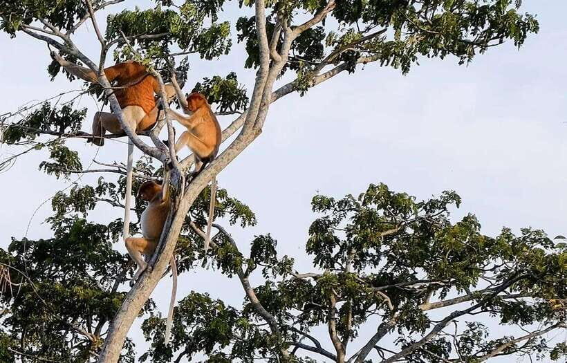 Sabah: Kawa Kawa Fireflies Sunset Cruise - What Travelers Say