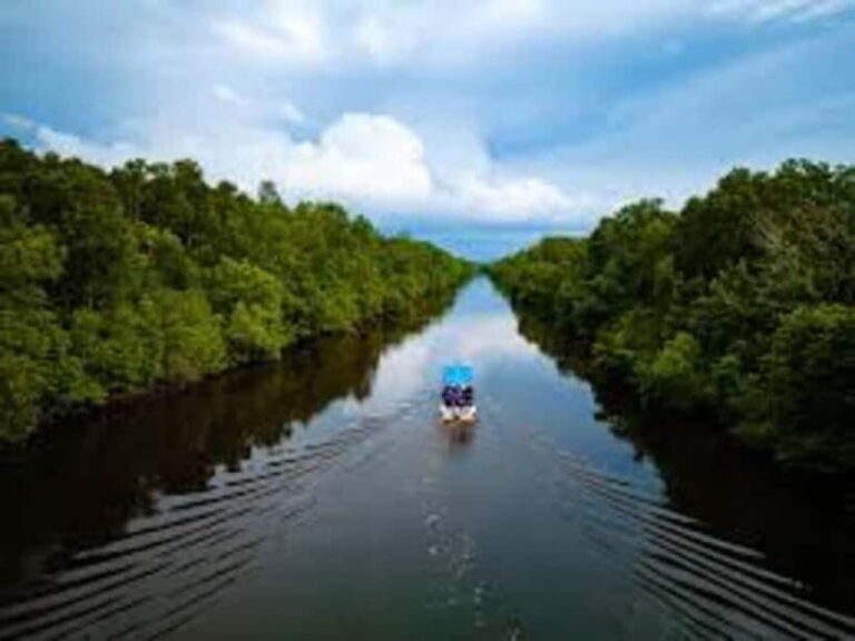 Sabah: Kawa Kawa Private River Cruise w/ Monkeys & Fireflies - The Sum Up