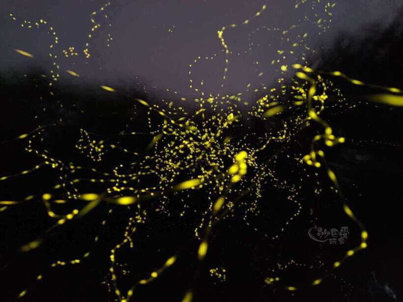 Sabah: Mangrove Fireflies, and Sky Mirror Dream Beach Tour - The Details That Make a Difference