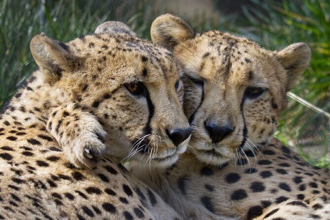 Sacramento Zoo General Admission Ticket - FAQ