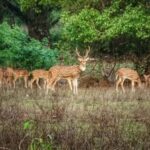 Sacred Caves & Green Escape: Kanheri Buddhist Caves & SGNP - Final Thoughts
