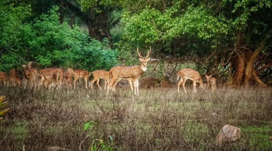 Sacred Caves & Green Escape: Kanheri Buddhist Caves & SGNP - Final Thoughts