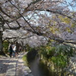 Sacred Pathways: Discover the Philosopher's Path of Kyoto - Authentic Insights from Travelers