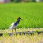 Sado Island Tour with Licensed Guide and Vehicle (Niigata Dep.) - In-Depth Review of the Sado Island Private Tour