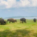 Safari Adventure in Hurulu Eco Park Sri Lanka - A Closer Look at the Safari Experience