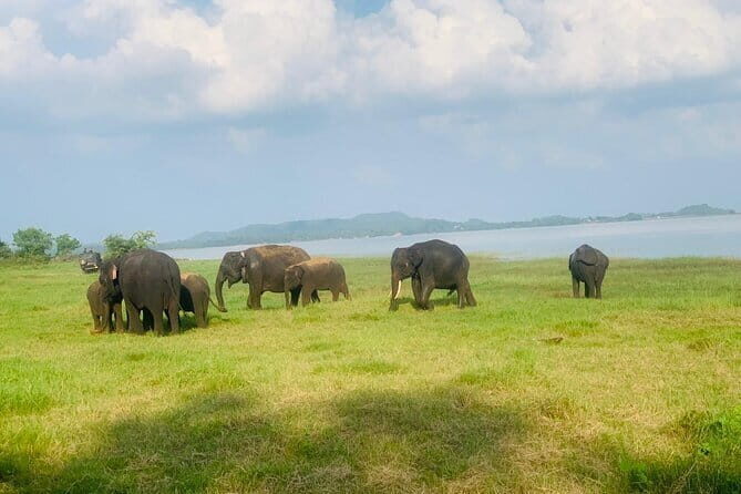 Safari Adventure in Hurulu Eco Park Sri Lanka - A Closer Look at the Safari Experience