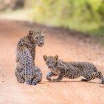 Safari at Wilpattu National Park from Negombo (All inclusive day tour) - Who Will Enjoy This Tour?