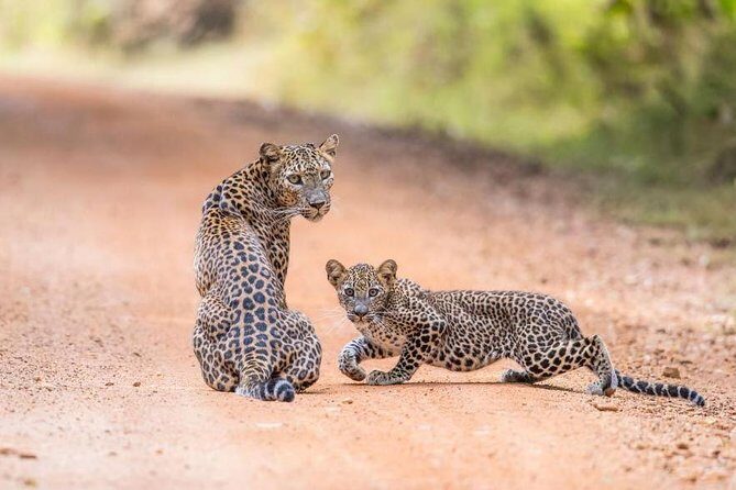 Safari at Wilpattu National Park from Negombo (All inclusive day tour) - Who Will Enjoy This Tour?