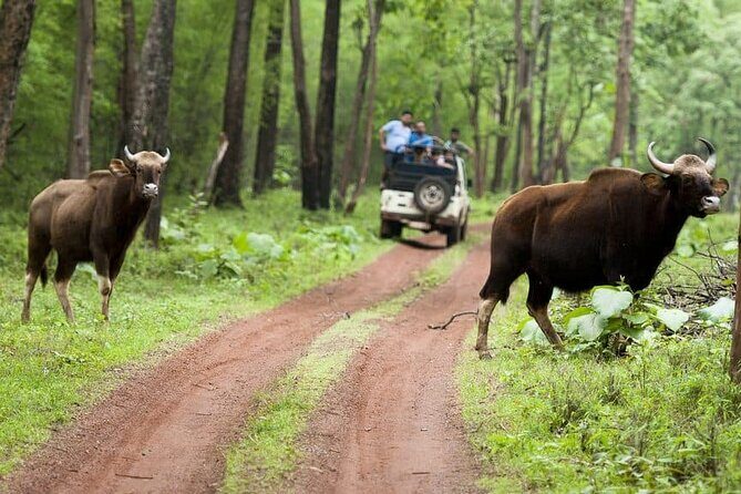 Safari in Tadoba National Park: Wilderness Roar from Nagpur - What’s Included and What to Keep in Mind