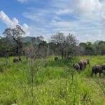 Safari Jeep in Hurulu Eco Park Sri Lanka wit Pigeon Island Tours - Authentic Feedback from Travelers