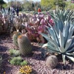 Saguaro NP and Mt. Lemmon Self Guided Driving Audio Tour Bundle - Who Should Consider This Tour?