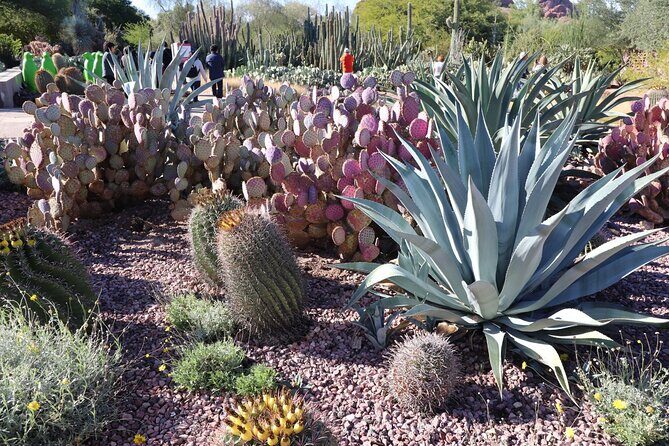 Saguaro NP and Mt. Lemmon Self Guided Driving Audio Tour Bundle - Who Should Consider This Tour?