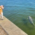 Saint Petersburg Historic Segway Tour - The Sum Up