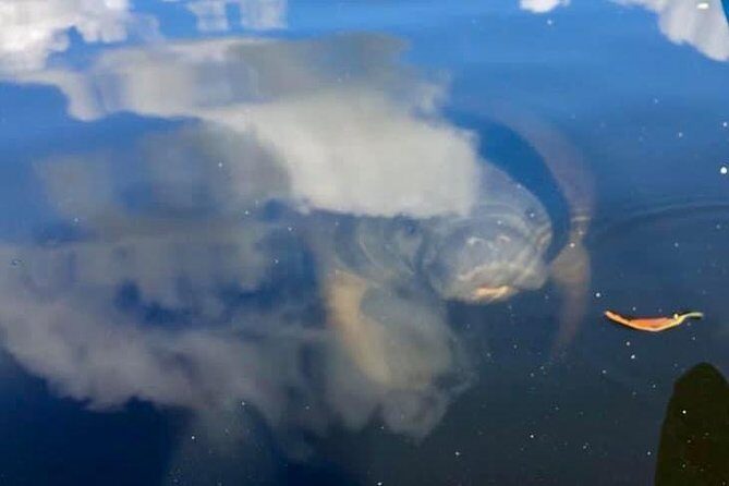 Saint Petersburg Paddle Board Tour - FAQ: Your Questions About the Saint Petersburg Paddle Board Tour