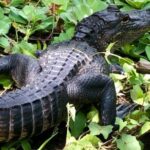 Saint Petersburg Preserve Bike Tour - Final Thoughts