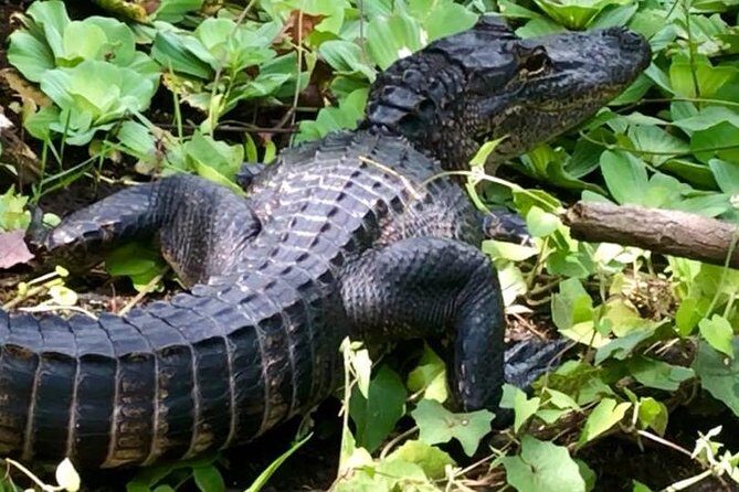 Saint Petersburg Preserve Bike Tour - Final Thoughts