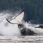 Salish Sea Whale Watching Tour in Campbell River - Who Should Consider This Tour?