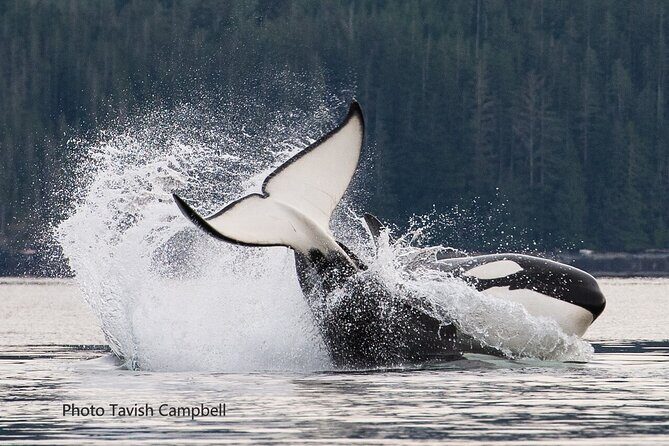 Salish Sea Whale Watching Tour in Campbell River - Who Should Consider This Tour?