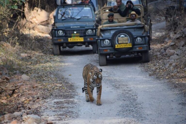 Same Day Ranthambhore WildLife Tour From Jaipur - Why This Tour Offers Good Value