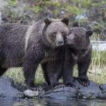 Same day Tajmahal tour with SOS Elephant/Bear wildlife Sanctuary - The Value of This Tour