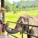 Samui: Elephant Home Sanctuary and the first elephant museum - Why This Tour Offers Great Value