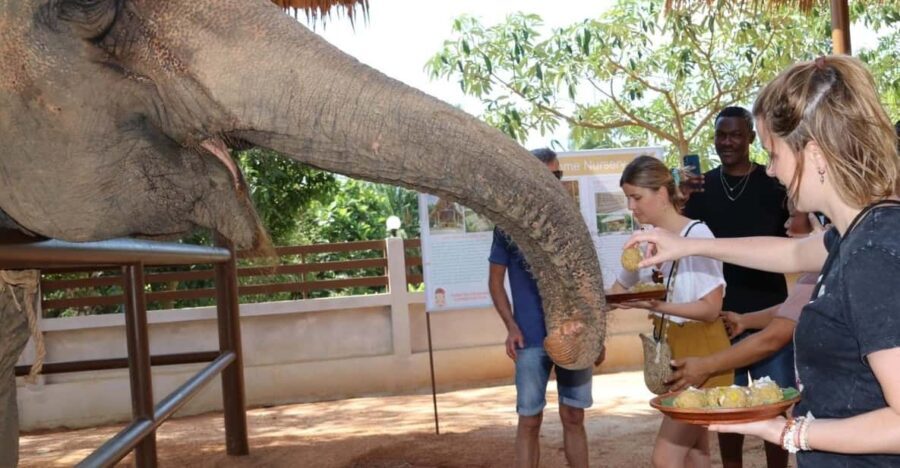 Samui: Feeding Program at the Elephant Home Nursery - Why This Tour Is Worth It
