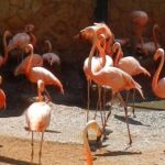 San Antonio Zoo General Admission Ticket - Who Will Love This Experience?