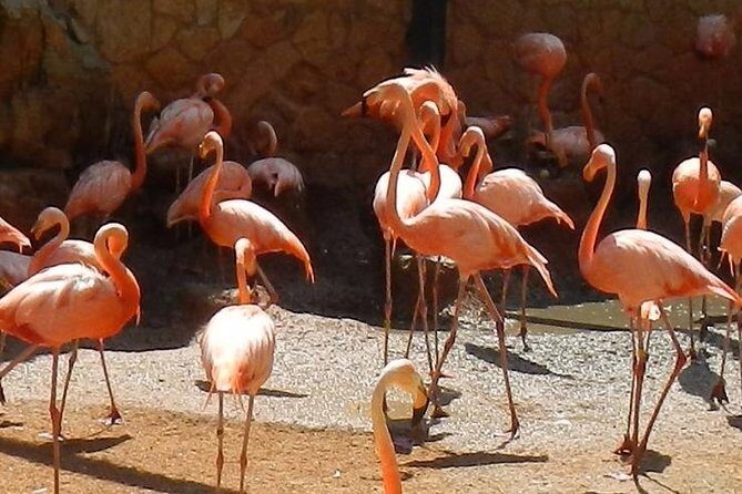 San Antonio Zoo General Admission Ticket - Who Will Love This Experience?