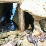 San Diego Day Tour from Orange County - FAQ