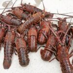 San Diego Lobster Hoop Netting Charter up to 6 People - Final Thoughts: Is It Worth It?