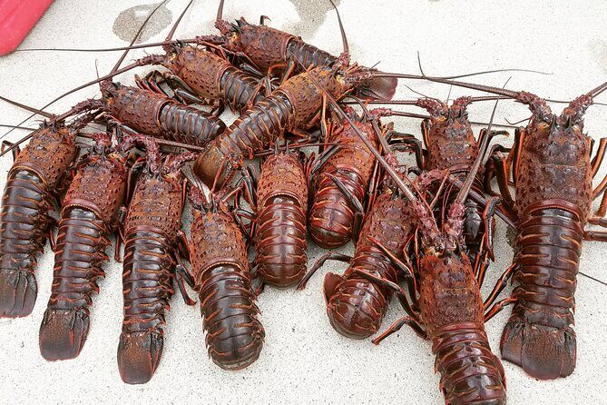 San Diego Lobster Hoop Netting Charter up to 6 People - Final Thoughts: Is It Worth It?