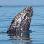 San Diego Whale Watching Cruise - A Detailed Look at the San Diego Whale Watching Cruise