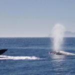 San Diego Whale Watching Cruise - The Value of This Experience