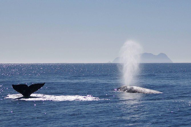 San Diego Whale Watching Cruise - The Value of This Experience