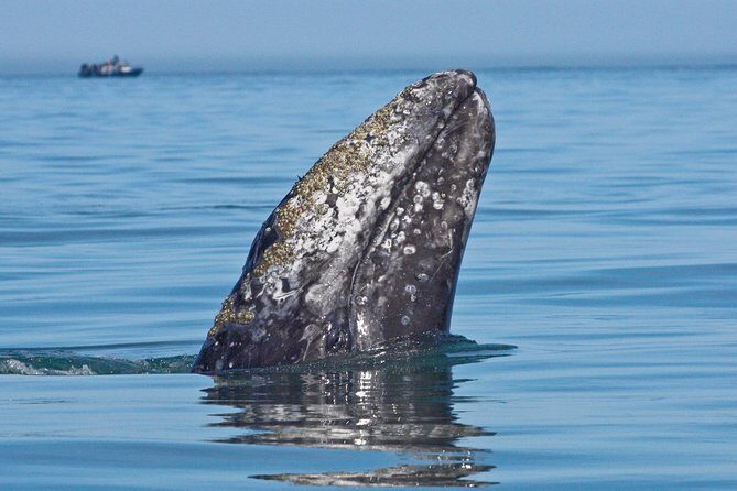 San Diego Whale Watching Cruise - A Detailed Look at the San Diego Whale Watching Cruise