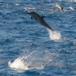 San Diego Whale Watching Tour - Who Should Consider This Tour?