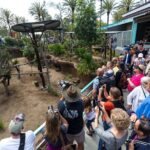 San Diego Zoo 1-Day Pass: Any Day Ticket - A Deep Dive: What Makes the San Diego Zoo Special