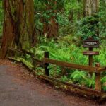 San Francisco, Golden Gate, Sausalito and Muir Woods Private Tour - A Detailed Look at the San Francisco Private Tour