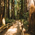San Francisco Muir Woods Tour and Bike The Golden Gate Bridge - Final Thoughts: Is It Worth It?