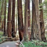 San Francisco, Redwoods & Sausalito: A Scenic Small-Group Escape - Value and Practical Considerations
