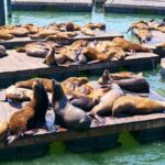 San Francisco Uncovered Self-Guided Adventure - Practical Tips and Final Thoughts