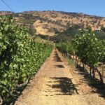 San Francisco Wine Tour with a Local Expert: 6 Tastings 100% Personalized - In-Depth Look at the San Francisco Wine Tour