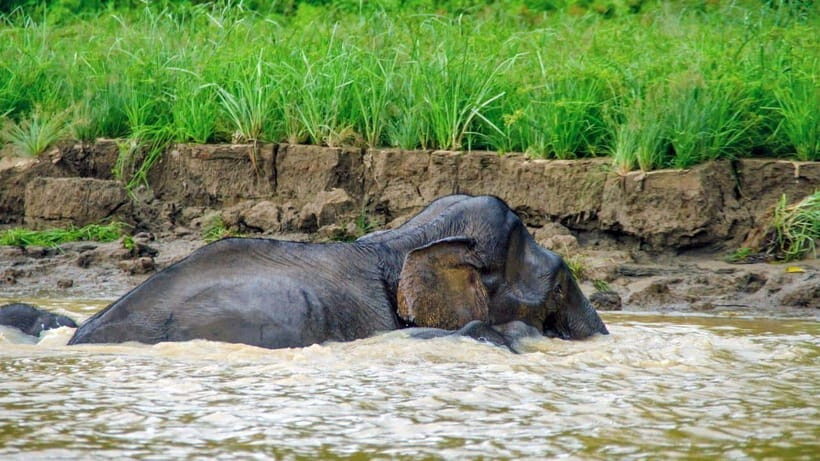 Sandakan: 2 Days 1 Night Bilit, Kinabatangan River Wildlife - FAQ: Frequently Asked Questions