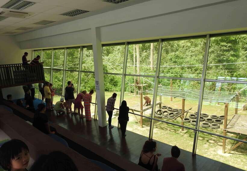 Sandakan: Orangutan Sanctuary Shared Day Trip Tour - Why This Tour Offers Great Value